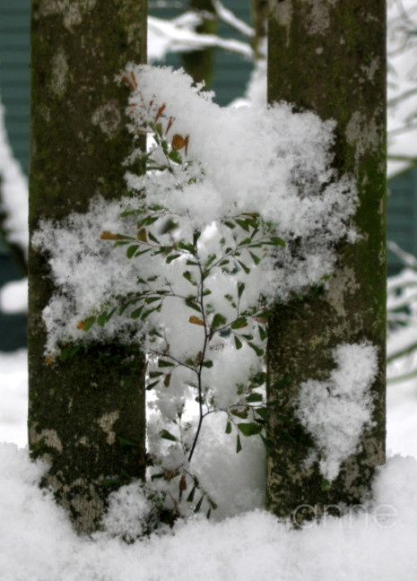 SnowPacificNW017-001