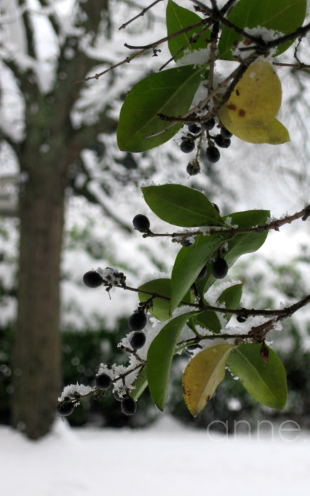 SnowPacificNW018-001