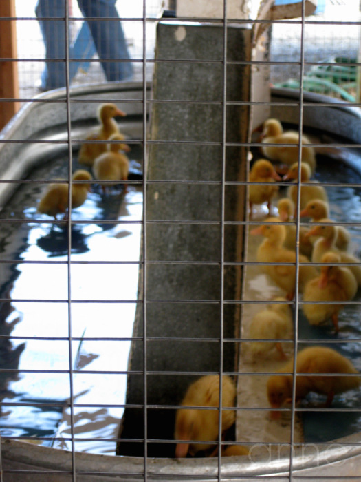 duckling down-001