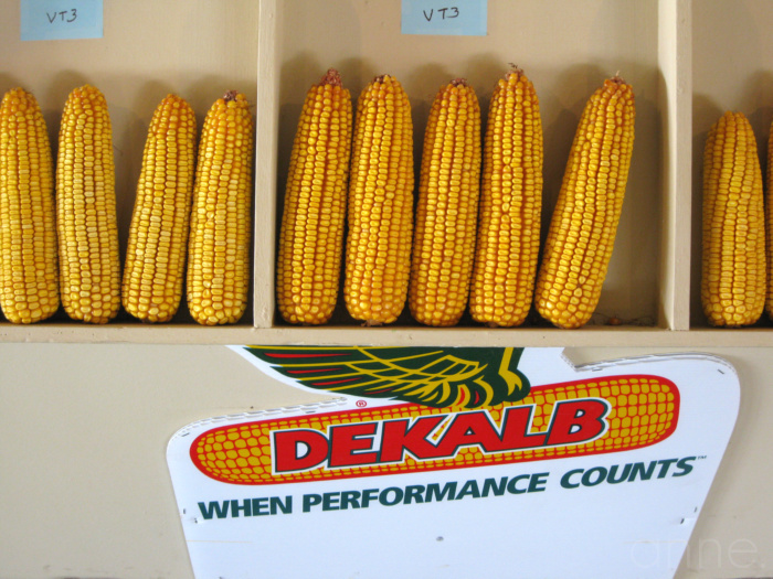 there's corn-001
