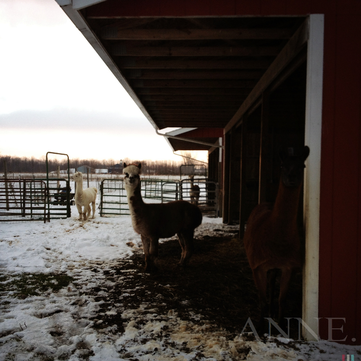 ‘Alpacas’ Hartsgrove, Ohio, December 2012
