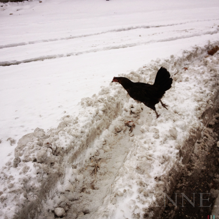 ‘Rooster in flight’ Hartsgrove, OH, December 2012