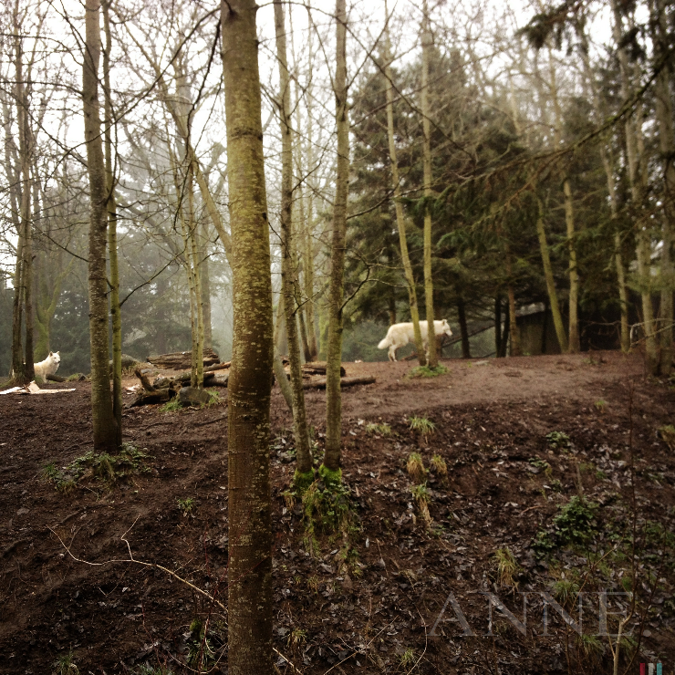 ‘Wolf Pack’ Woodland Zoo, Phinney Ridge, Seattle WA, January 2013