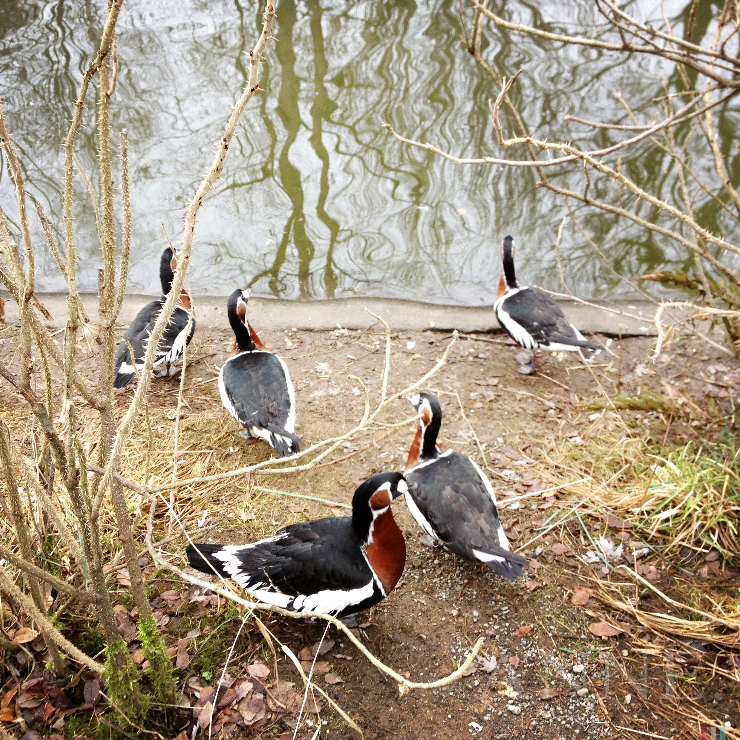 ‘Birds of a Feather’ Woodland Zoo, Phinney Ridge, Seattle WA, January 2013