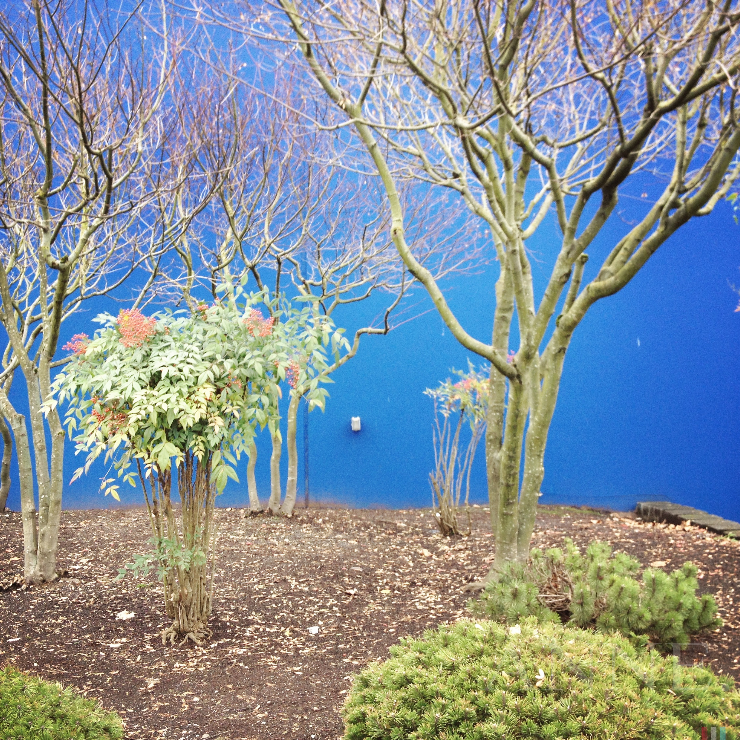 ‘Blue backdrop’ Ikea, Renton WA, January 2013
