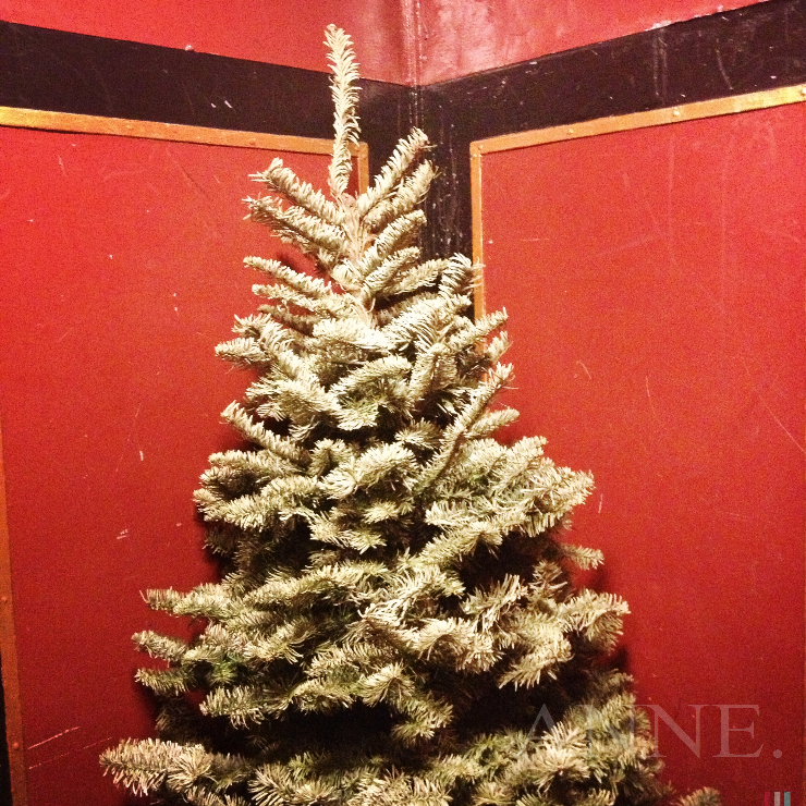 ‘Farewell O’ Christmas tree’ Capitol Hill, Seattle WA, January 2013