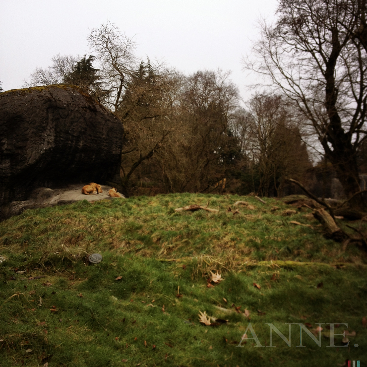 ‘Sleepy Lions’ Woodland Zoo, Phinney Ridge, Seattle WA, January 2013