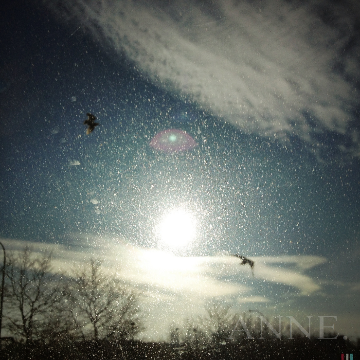 ‘Sun, seagulls, and crows’ Bellevue WA, January 2013