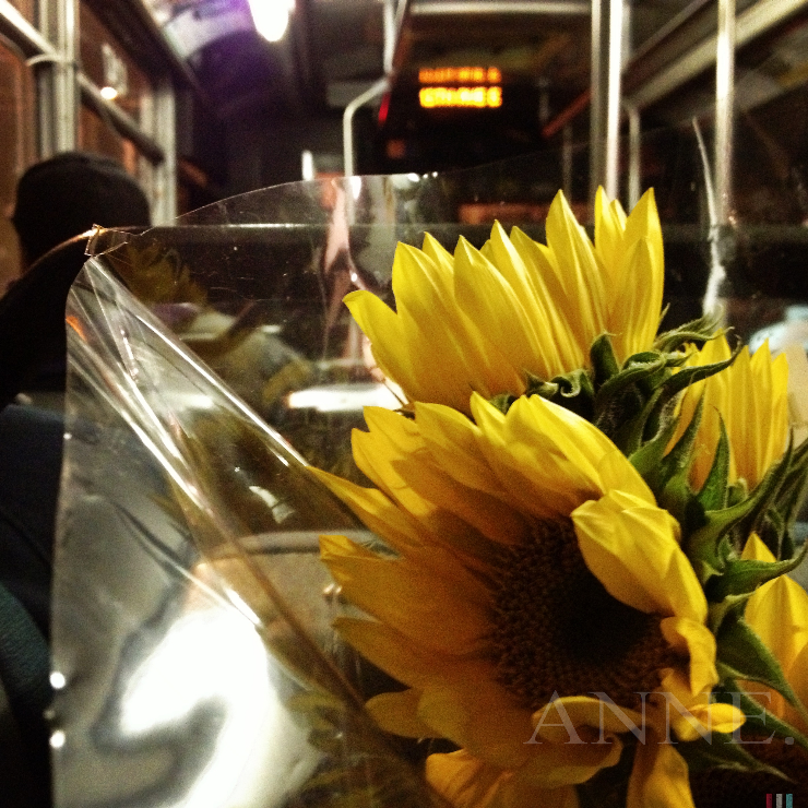 ‘Sunflower ride’ Capitol Hill, Seattle WA, December 2012