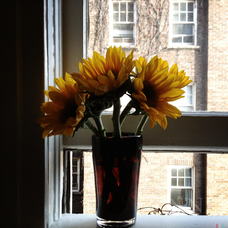 ‘Sunflowers on the sill’ Seattle WA, January 2013