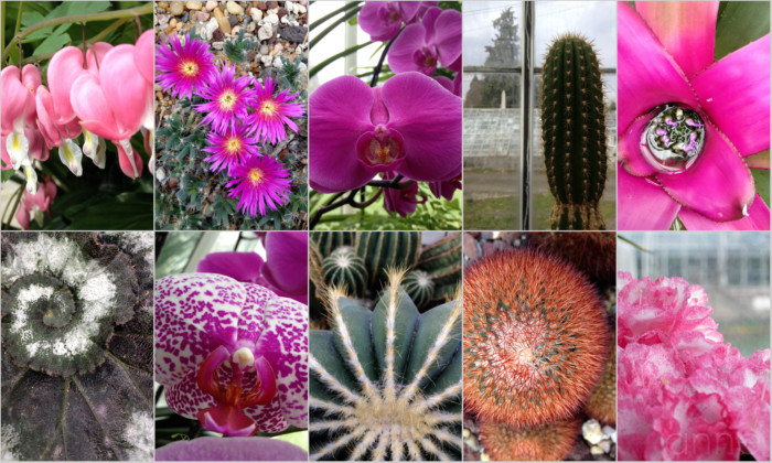 On-Location-The-Conservatory-at-Volunteer-Park-001