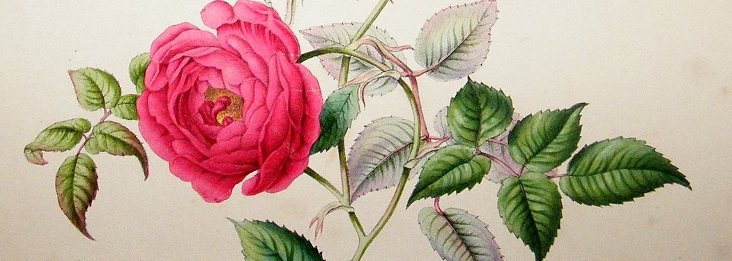FlowerBorder
